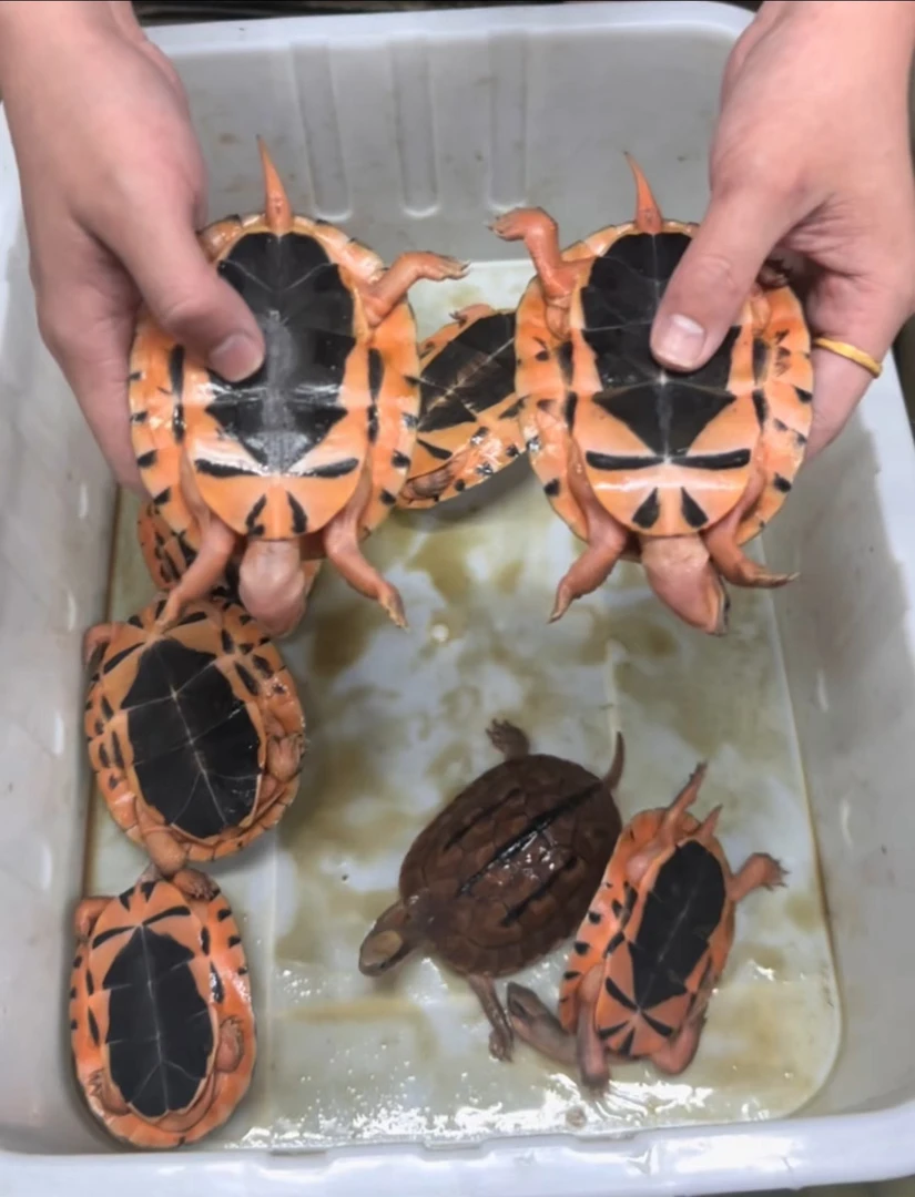 越南金钱龟（直播间挑选）