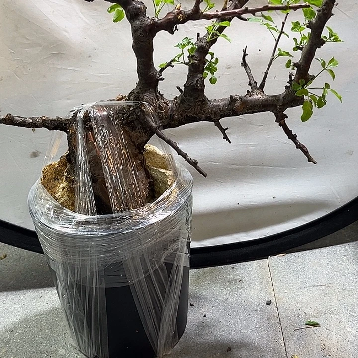 汤圆植物勃然恩斯橄榄