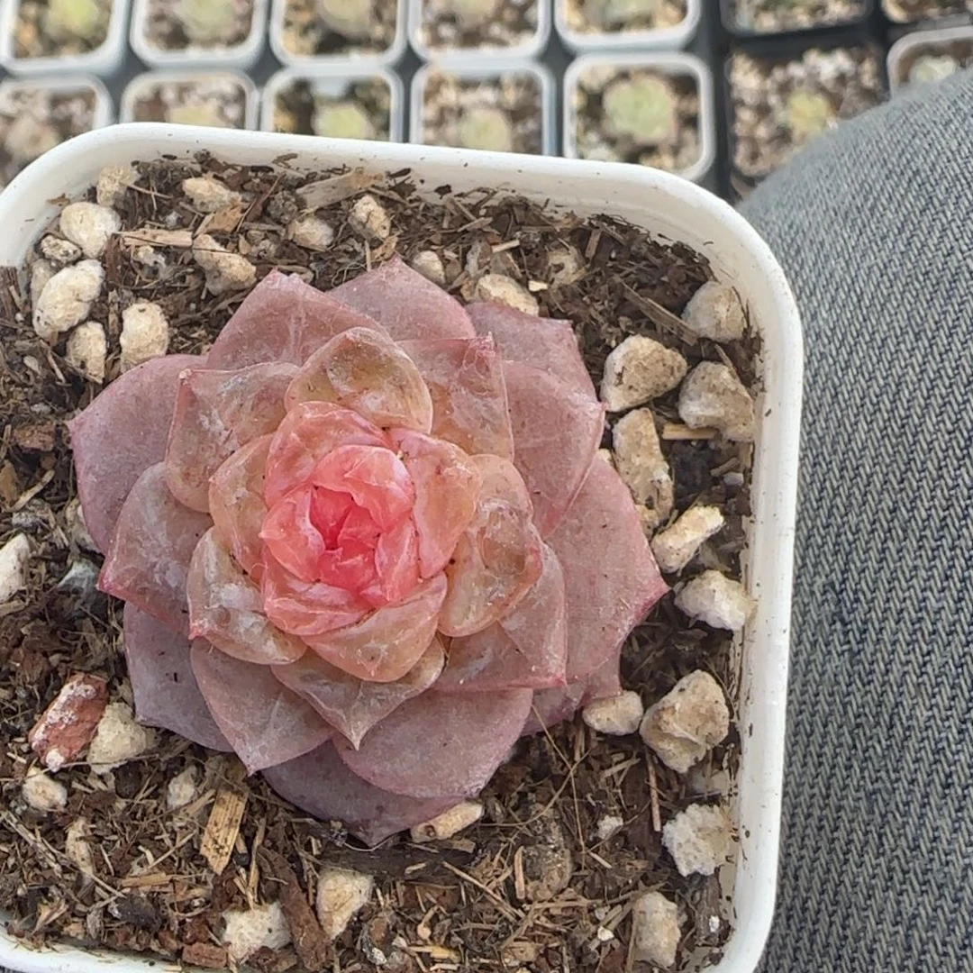 多肉小卡拉米糖心一物一拍