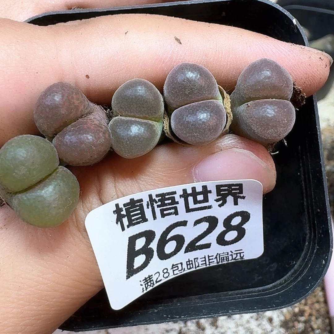 多肉植物的润泽额f f