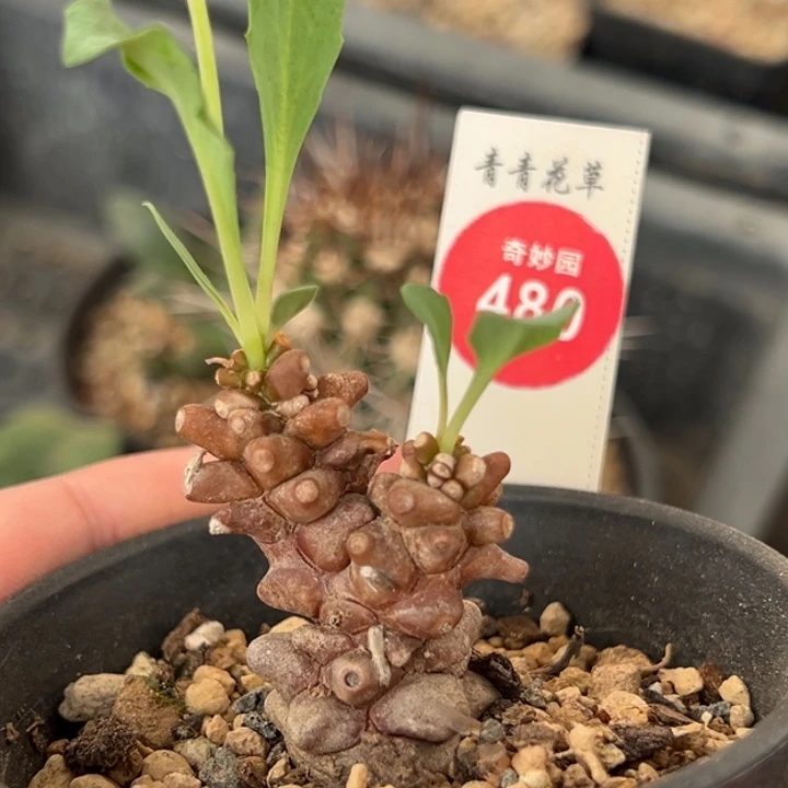 蛮鬼塔一棵仙人球，