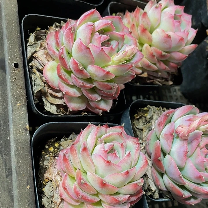 7方大侧影带盆土发