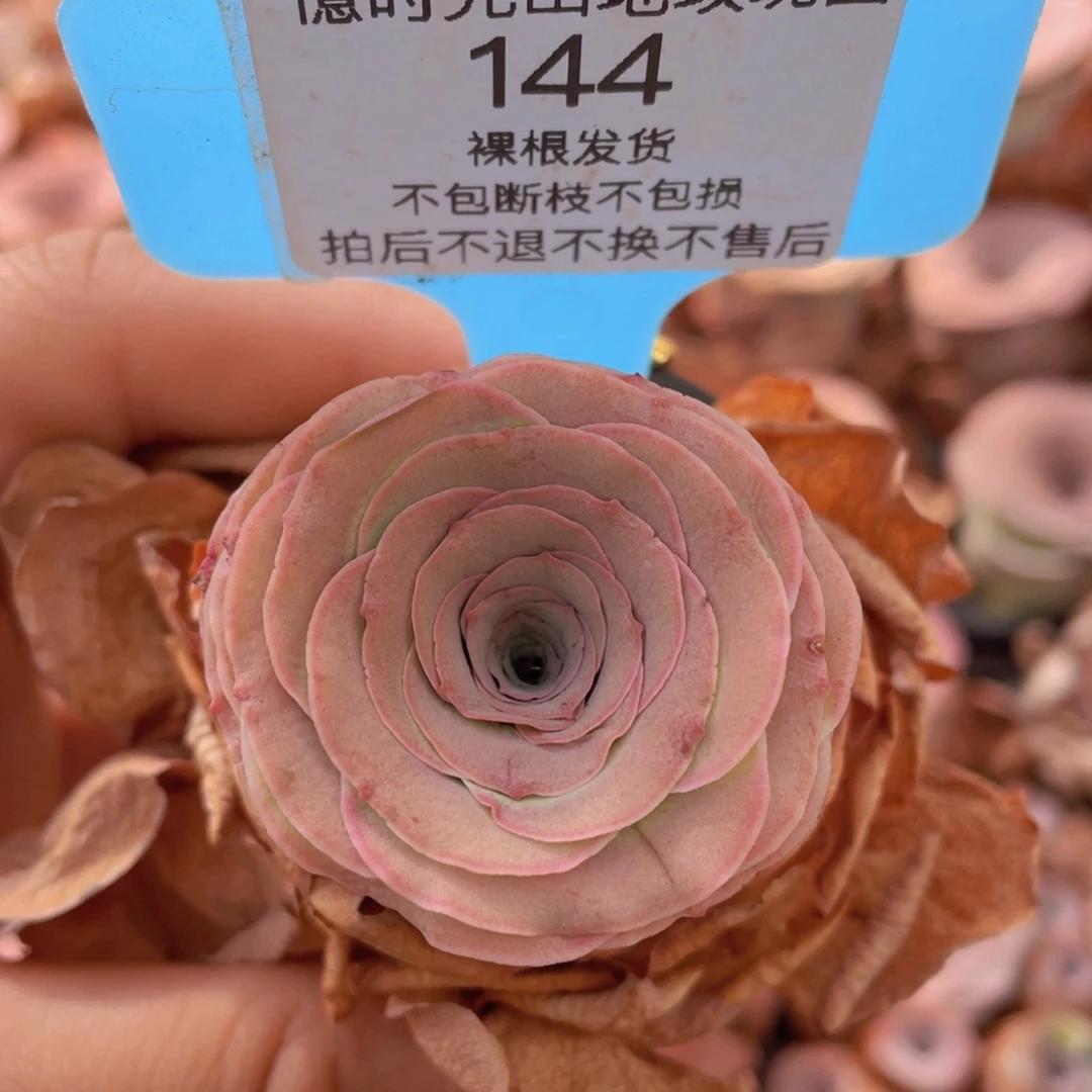 山地玫瑰144裸根发货不售后