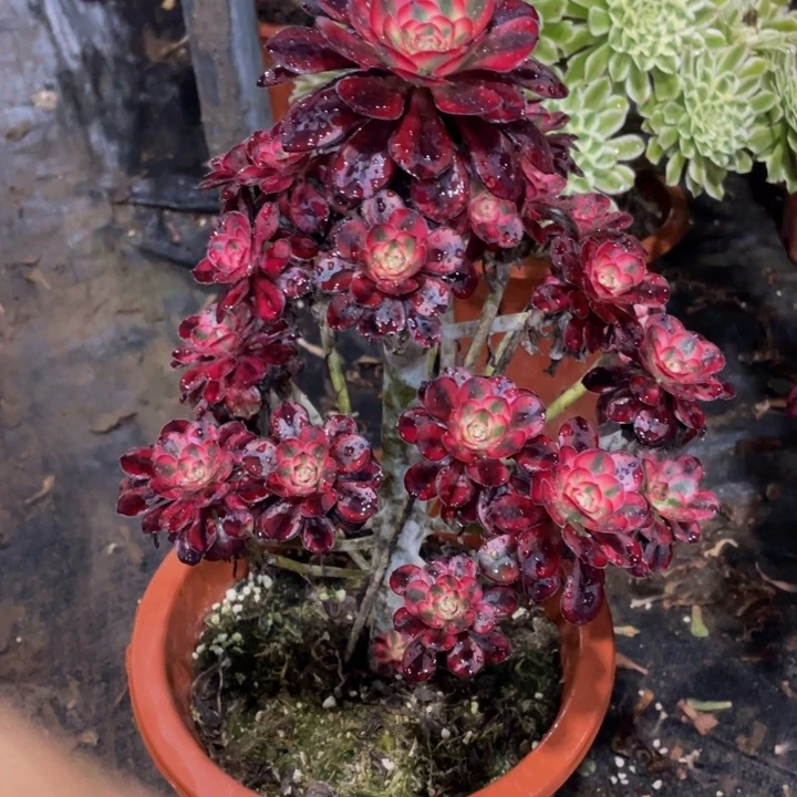 772丽娜111111多肉