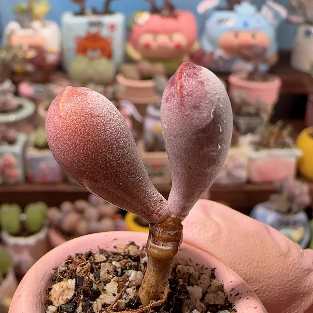 粉红福饼 盆口2.5cm