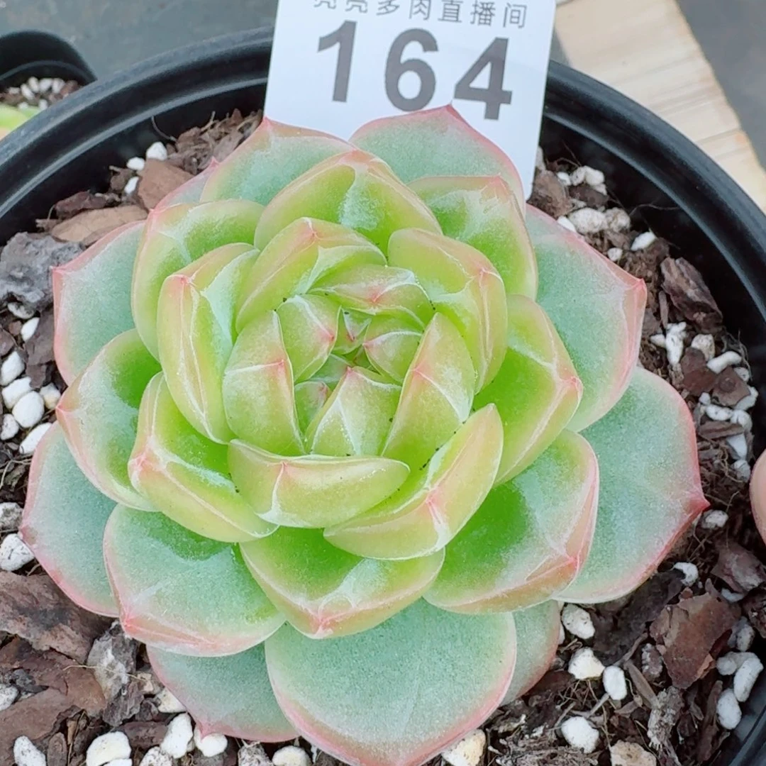海洋之心母本            精美多肉植物
