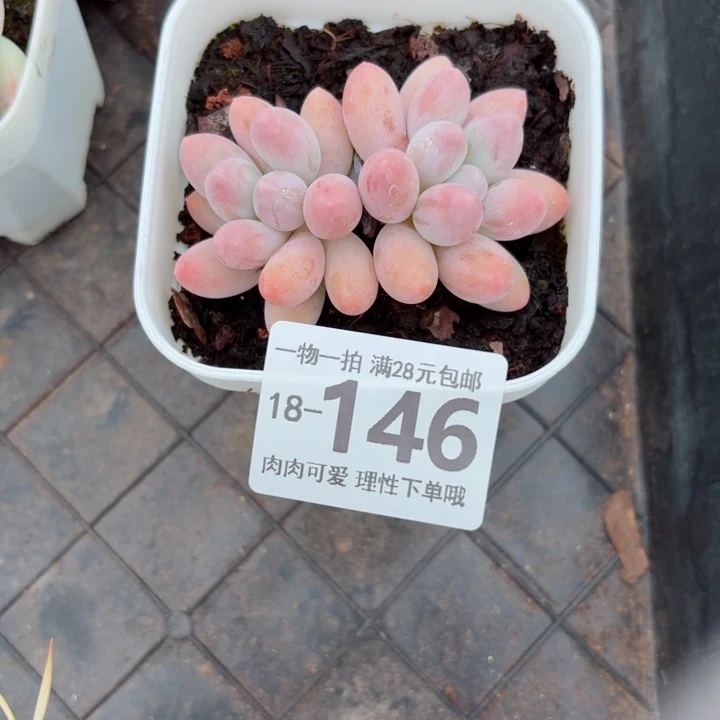 汤圆无盆土发货多肉多肉
