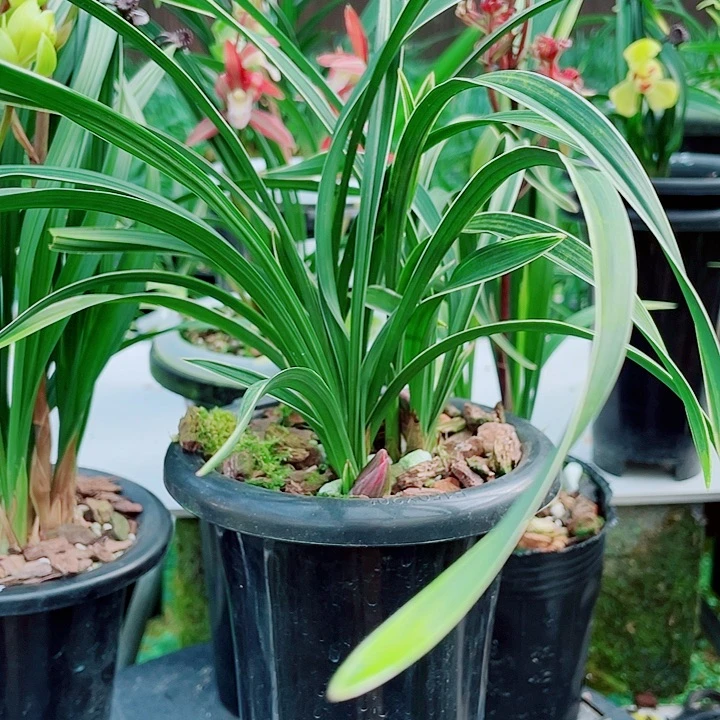 用***1完全开放一物一漂亮