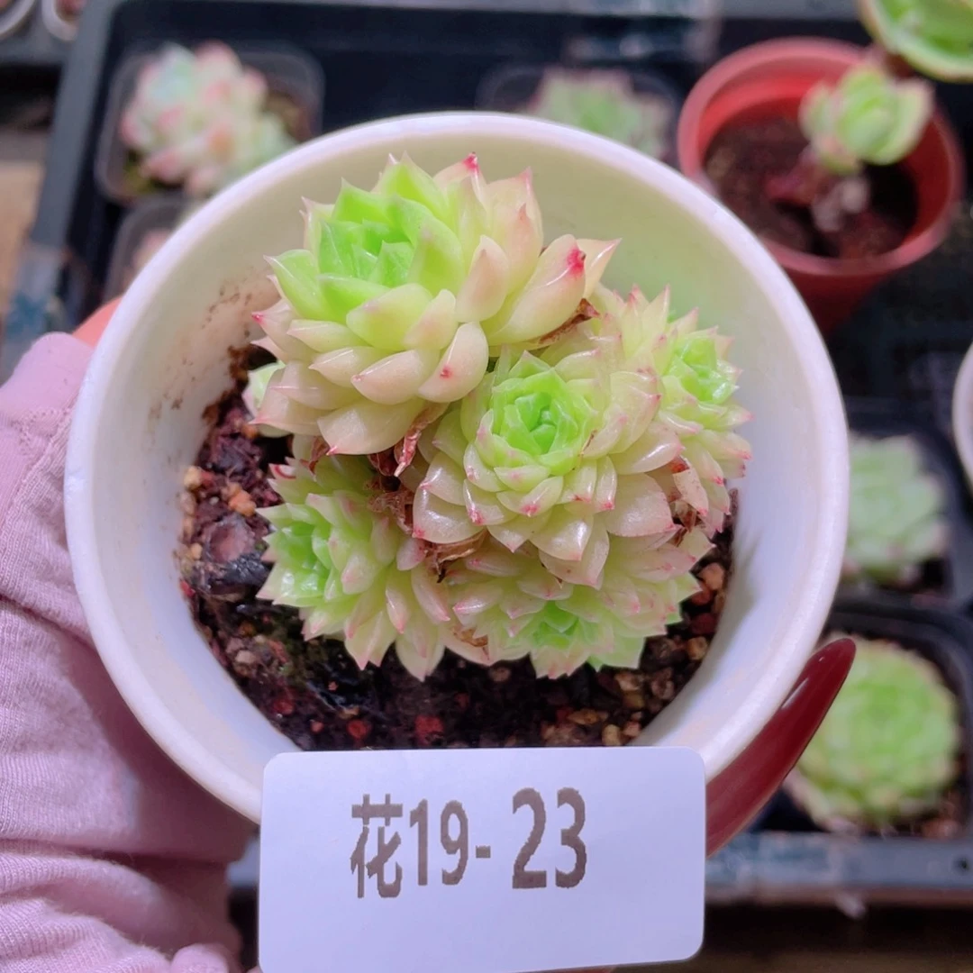 花利美19-23麦秆群