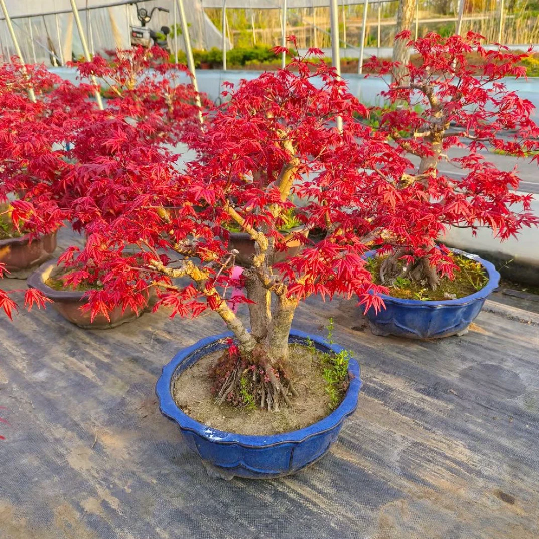 原生枫树羽毛枫银杏树杜鹃日本红枫庭院盆栽盆景红枫树地栽