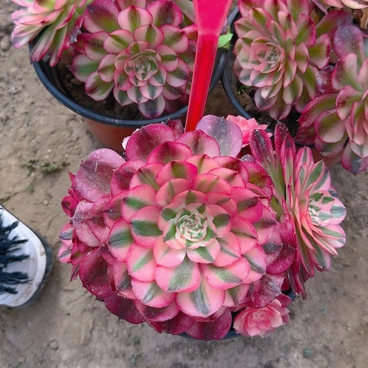 2-190倾城多肉法师