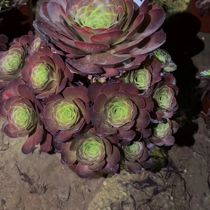 032魅金多肉植物不售后