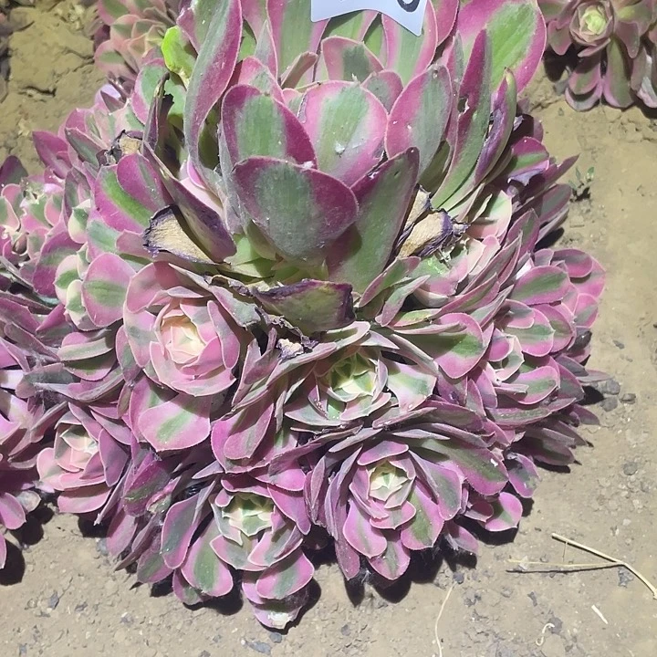 多肉植物法师465香妃