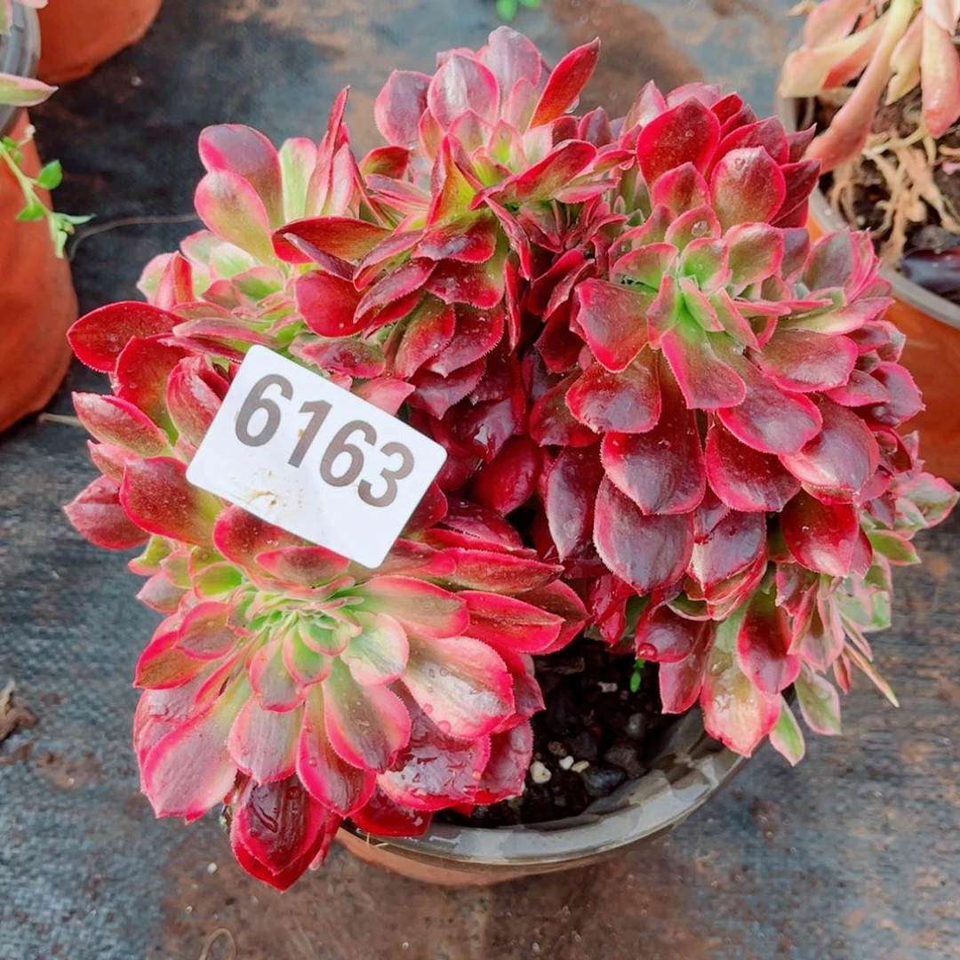 163缀化多肉植物法师