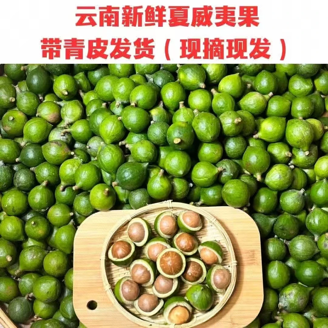 云南新鲜夏威夷果鲜果采摘香脆可口椰香奶香吃法多样抖音助农