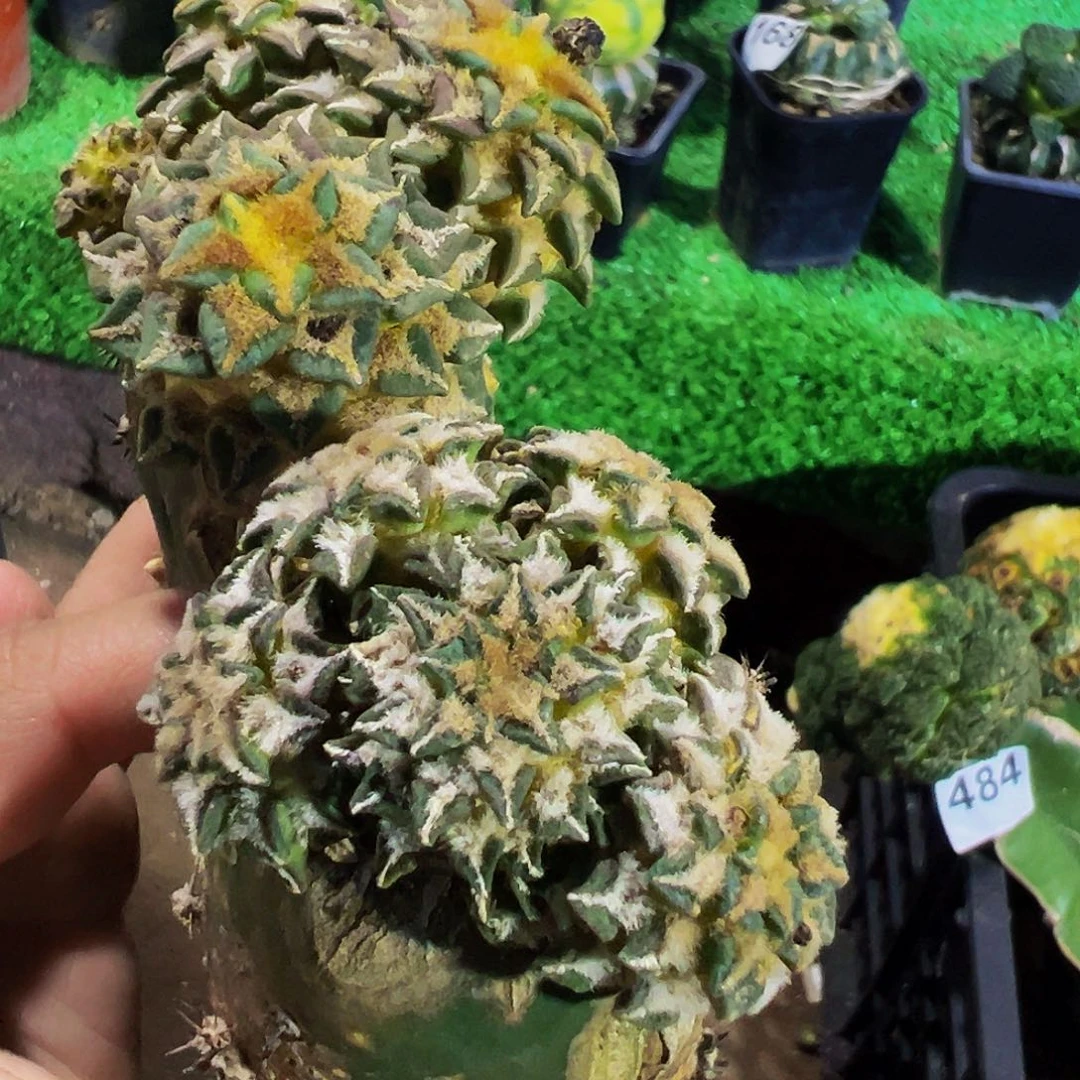 无花朵福利两颗姬牡丹群