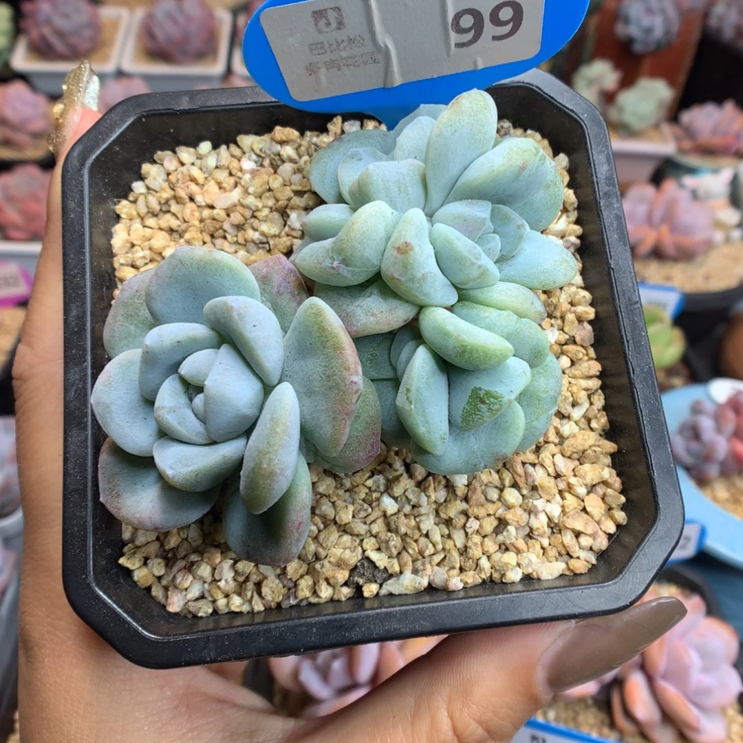 99五头冰玉石化多肉植物