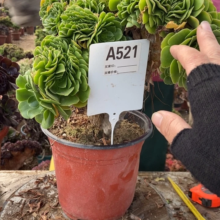 元***子A521绿羊绒缀化看浴缸