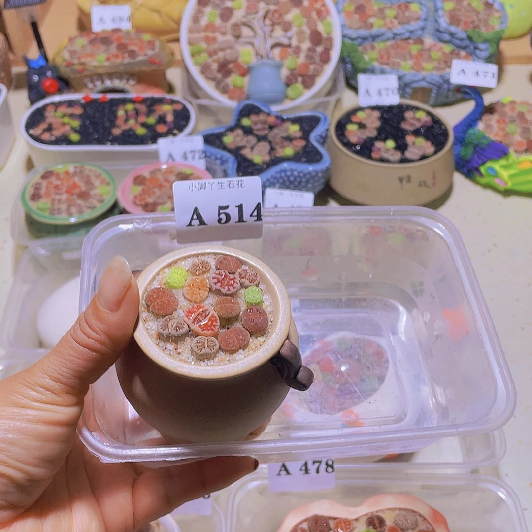 故*514生石花生石花生石花
