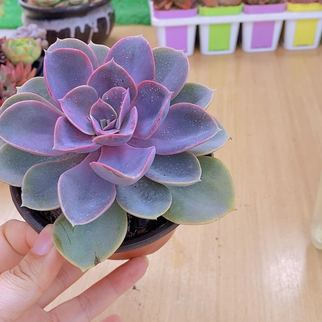 无花朵多肉植物紫珍珠90