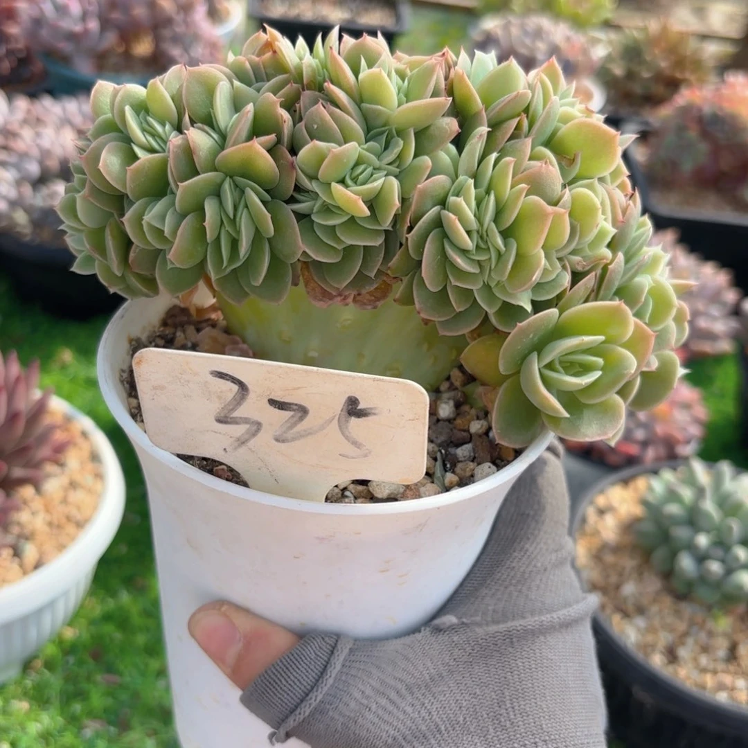星纳塔888888888888