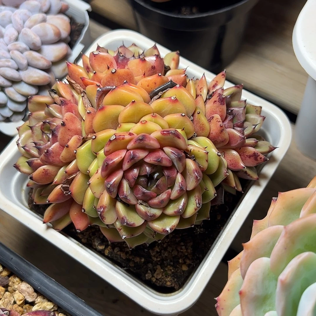 8-29-57精控辛迪珍妮