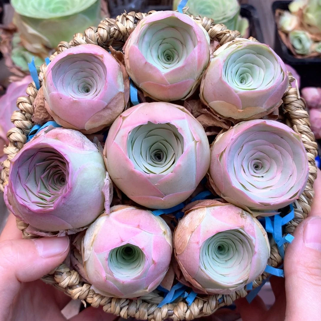 一物一拍花篮福利002