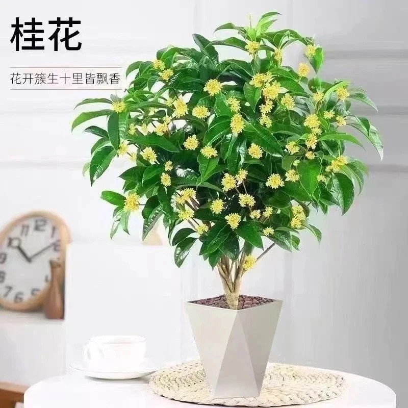 【四季桂花】树浓香型盆栽带花苞好养易活适合阳台庭院种植