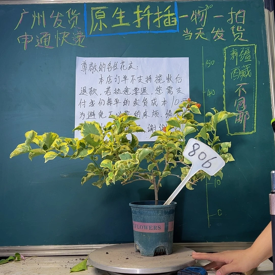 当前无花栽培后可以开花橙冰 806