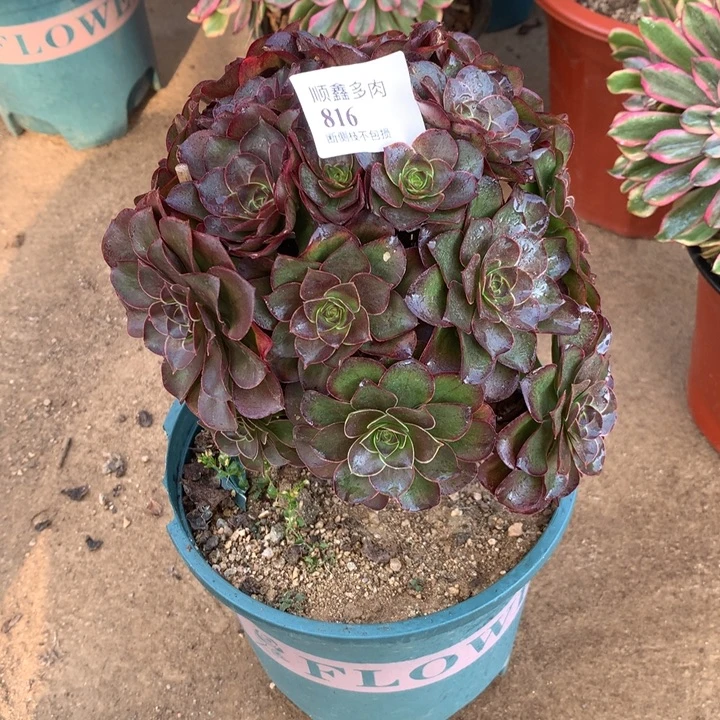 816玫瑰多肉植物特价