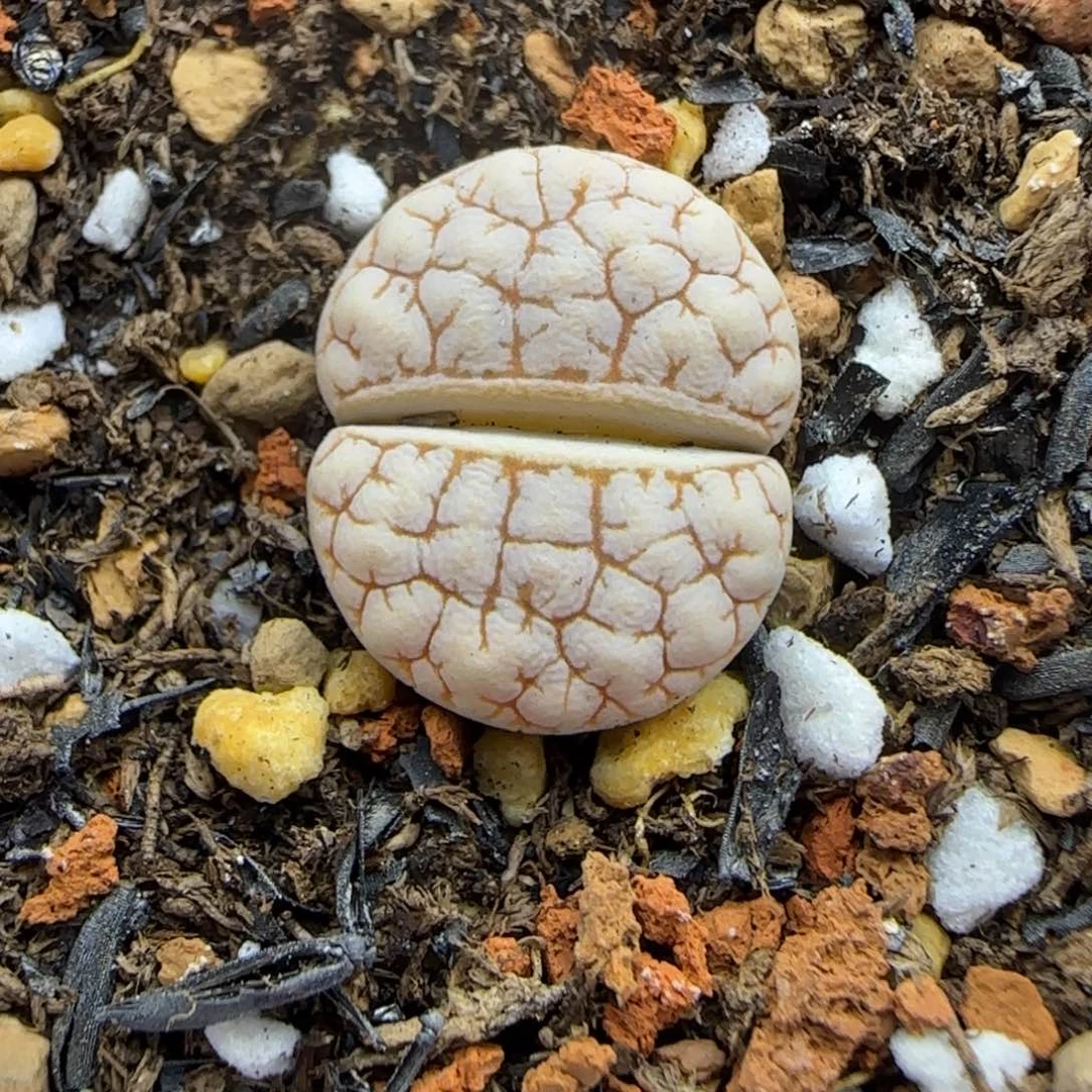171 生石花大棚直播