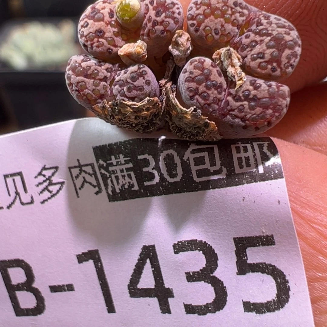 1435 多肉植物1111111111111