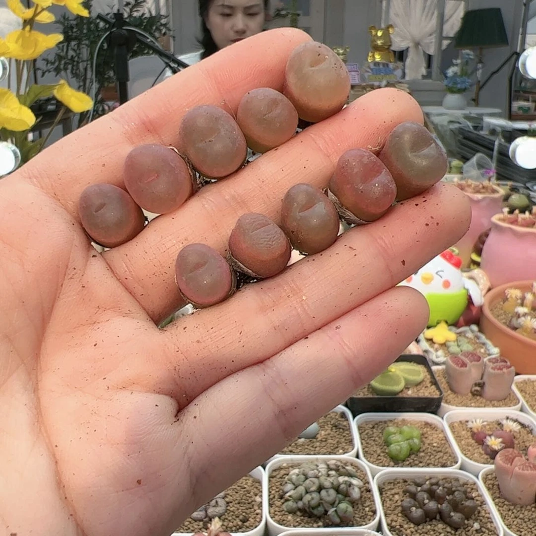 【闪购商品】55 超毛*10