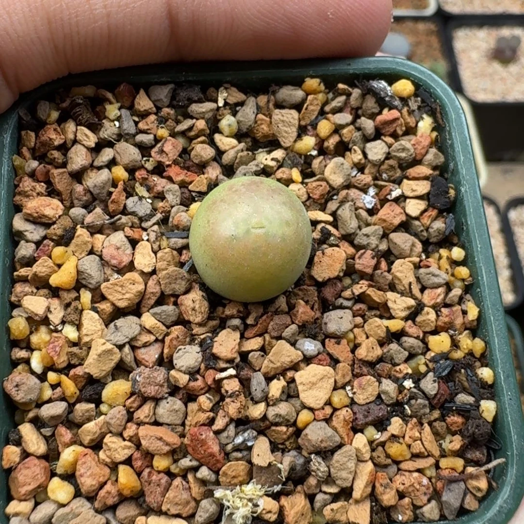 啊***…云缦精品番杏9.27 西瓜纹拉登SP