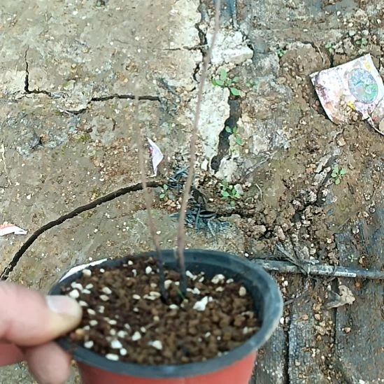 无花朵凤凰台根苗