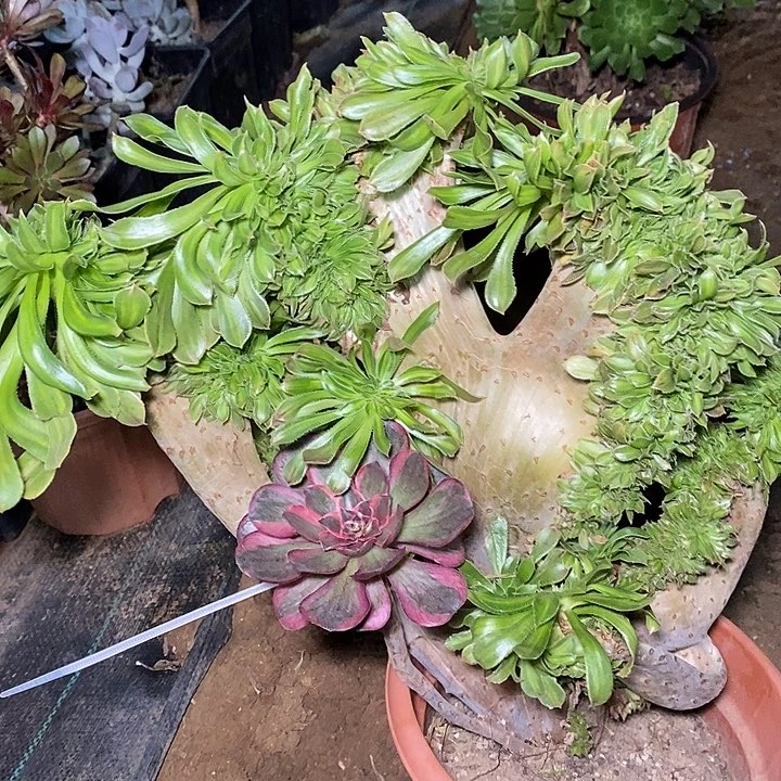 多肉植物保护研究所