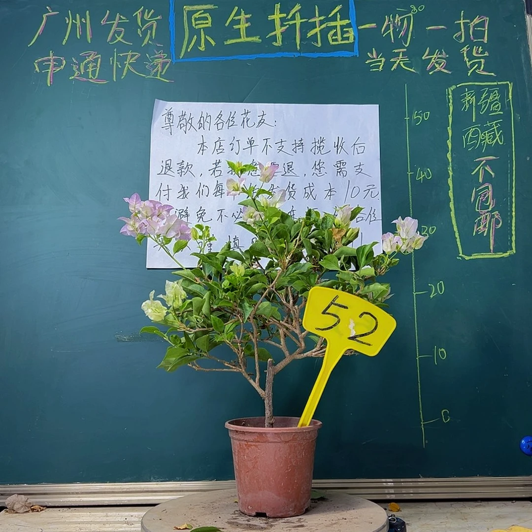 当前无花栽培后可以开花绿叶丽娜52