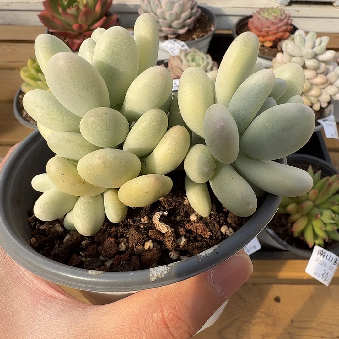 美人杂11111104-82