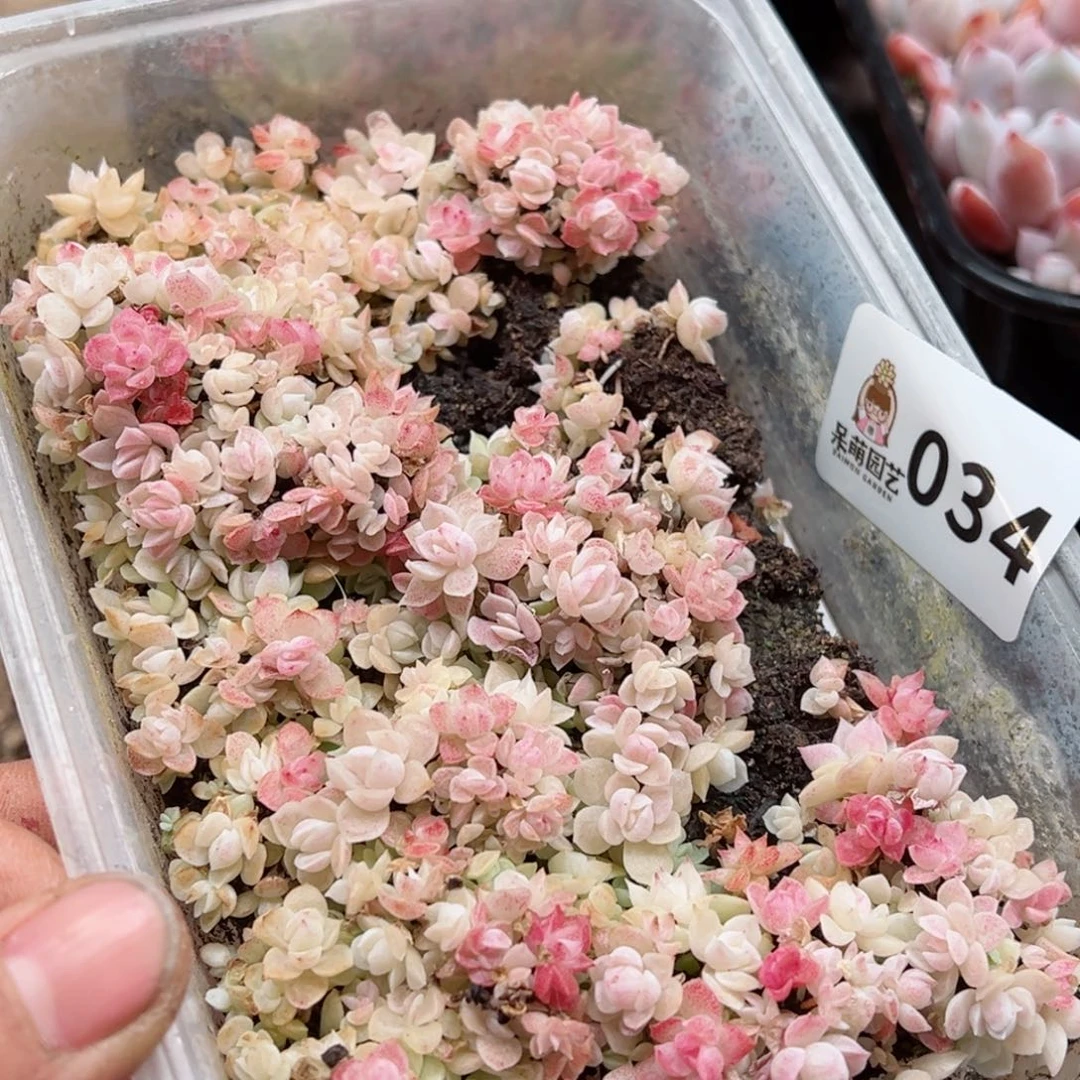 多肉植物多肉植物