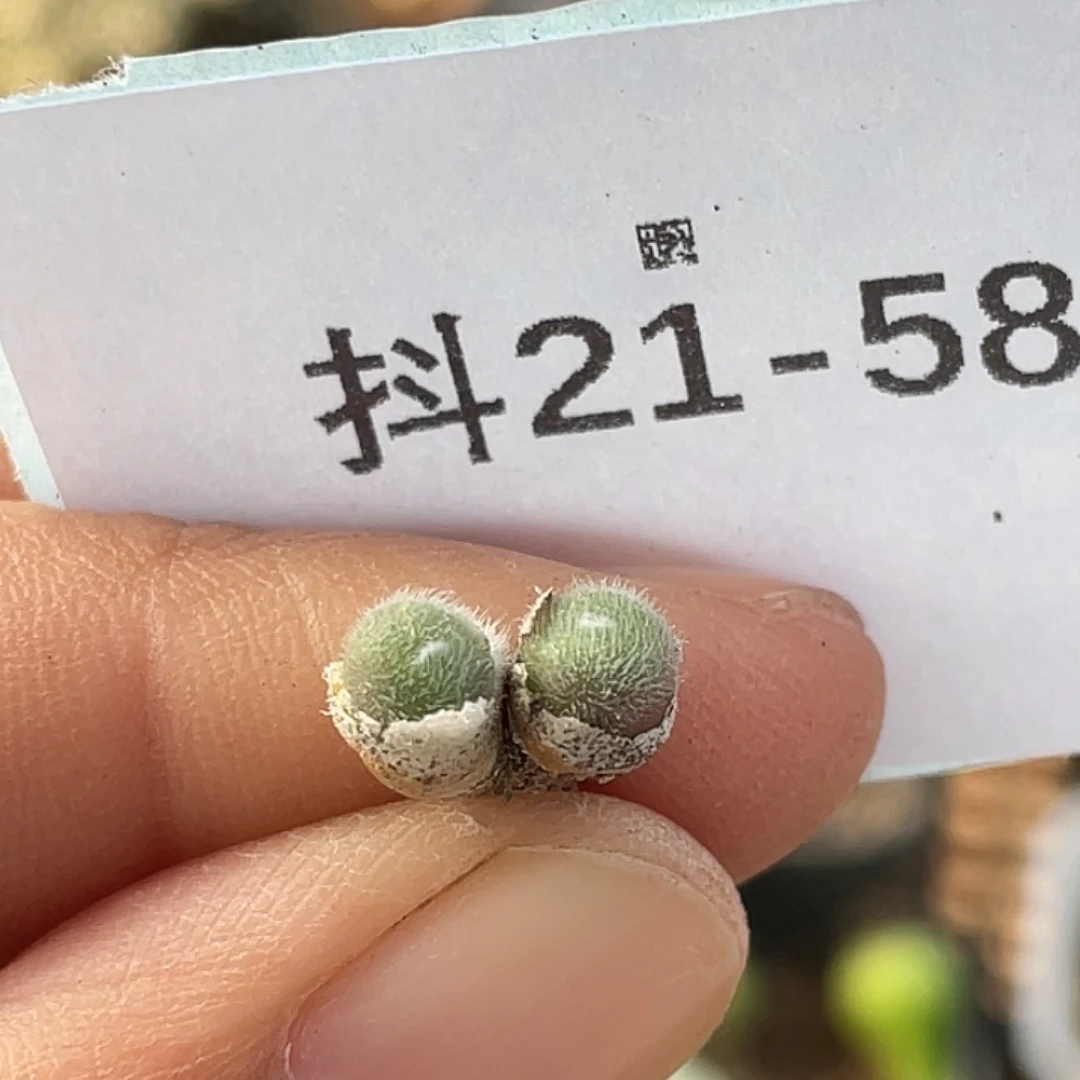 21-58毛球多肉植物