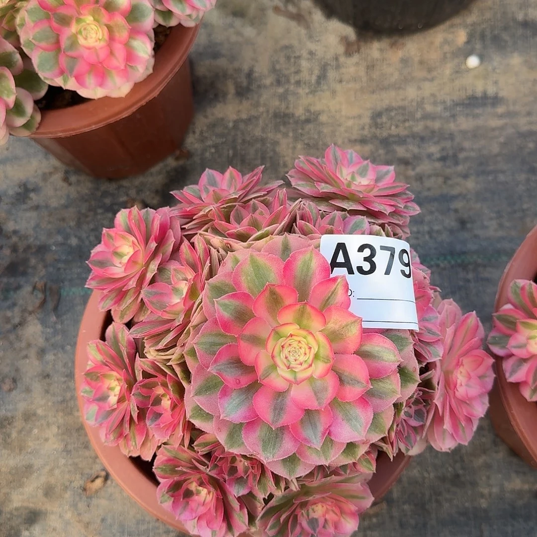 倾城多肉法师a379