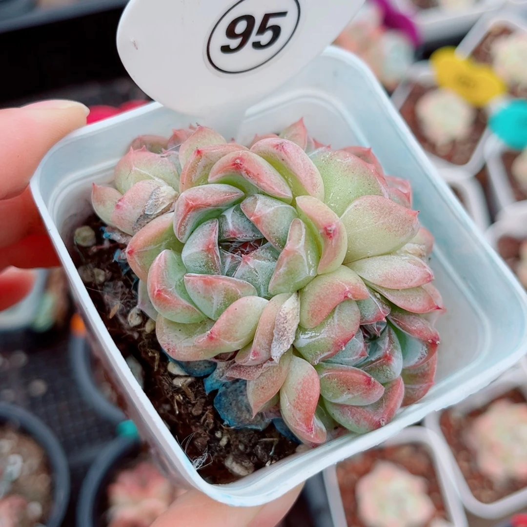 风靡园艺新品珍妮群