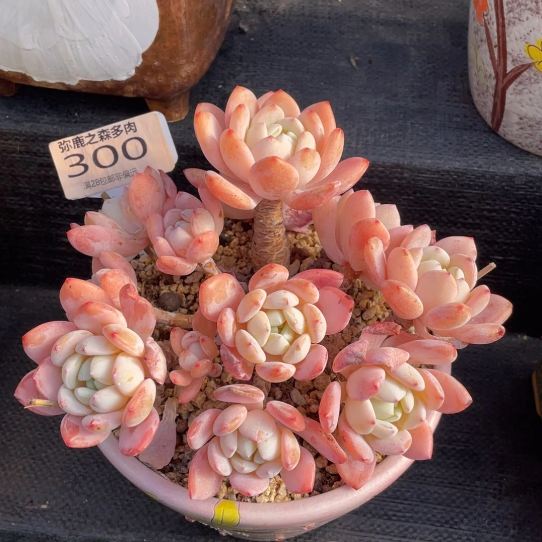 弥鹿之森多肉0300