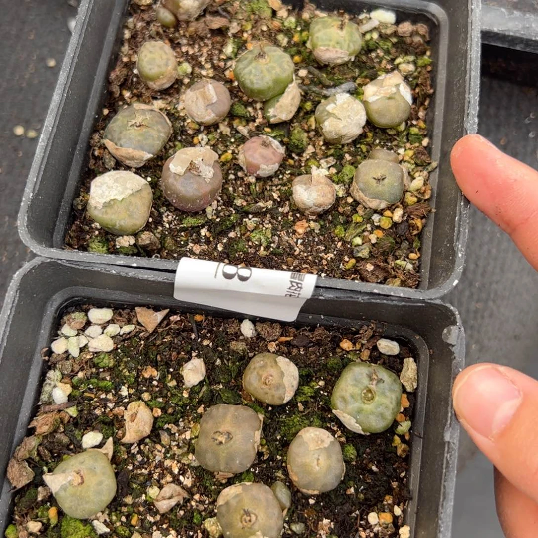 【闪购商品】128 年终收官烧2盒