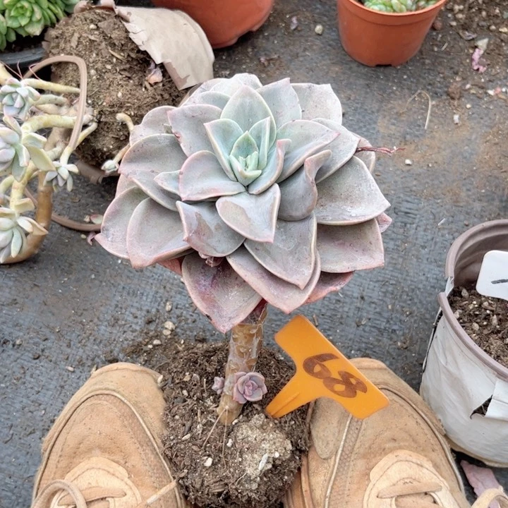 柠**3晨语多肉一物一拍68