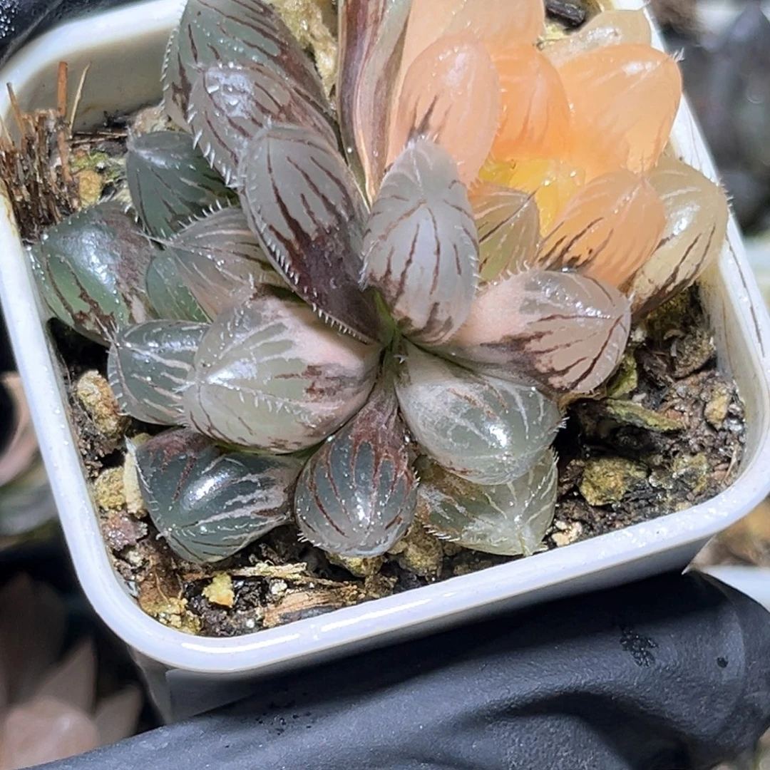 恭喜发财大吉大利4095