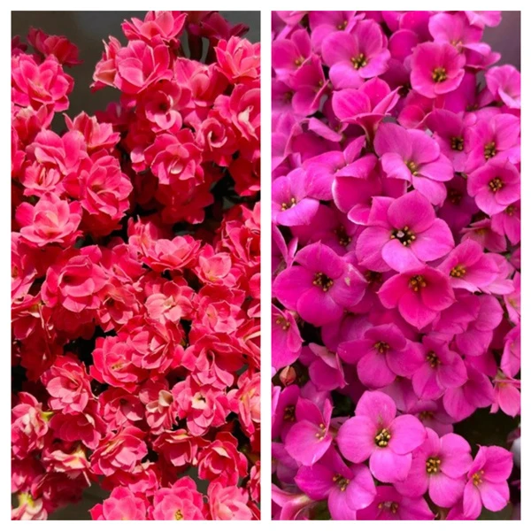 【粉妍+莫恩】大花 0℃地区请拍保温，不拍冻坏不赔