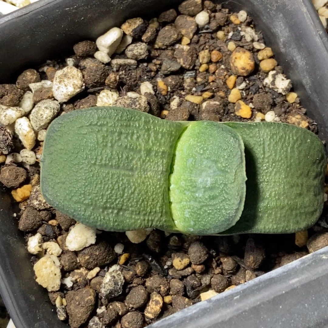 实生卧牛一物一拍
