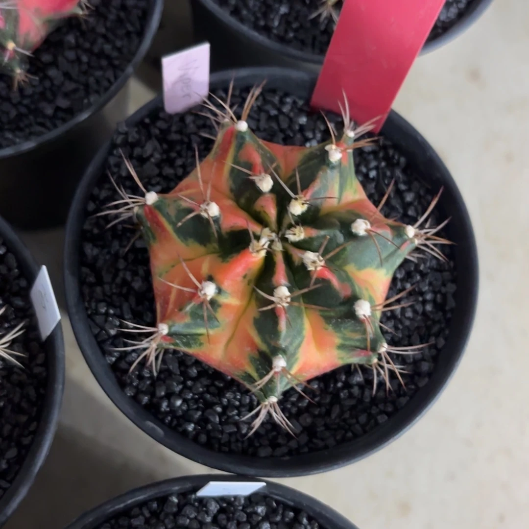 L709-1212泰国发货