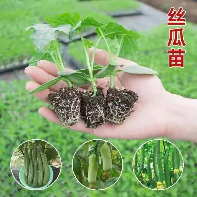 四季肉丝瓜秧苗高产盆栽阳台蔬菜苗顺直香丝瓜老品种易种苗秧